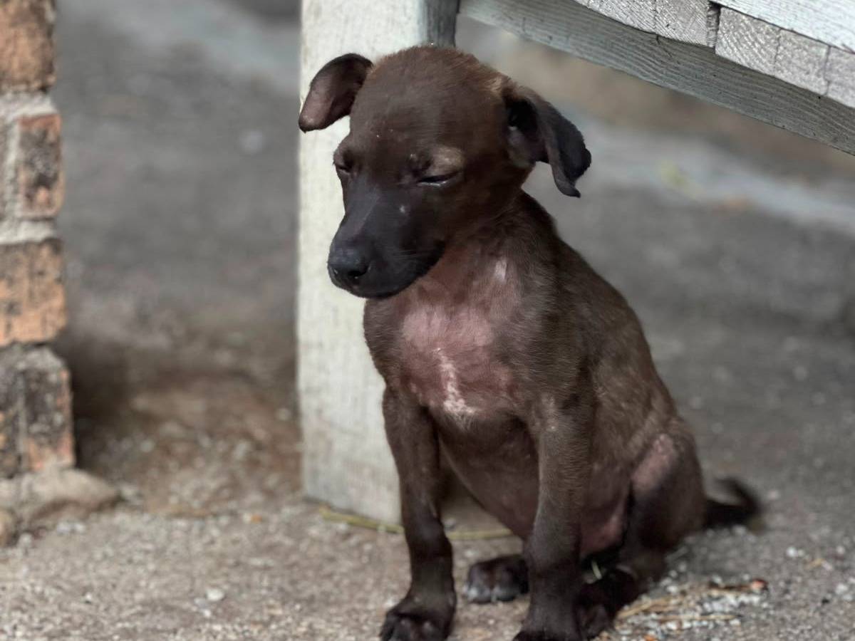 Adotta il cane George  a Latina