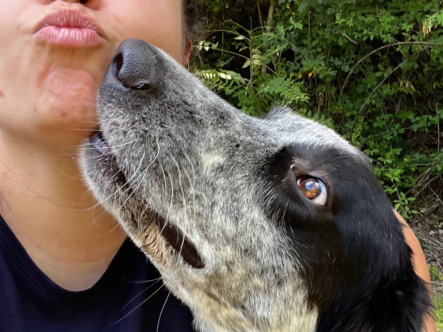 Vuoi adottare un cane a Rieti?