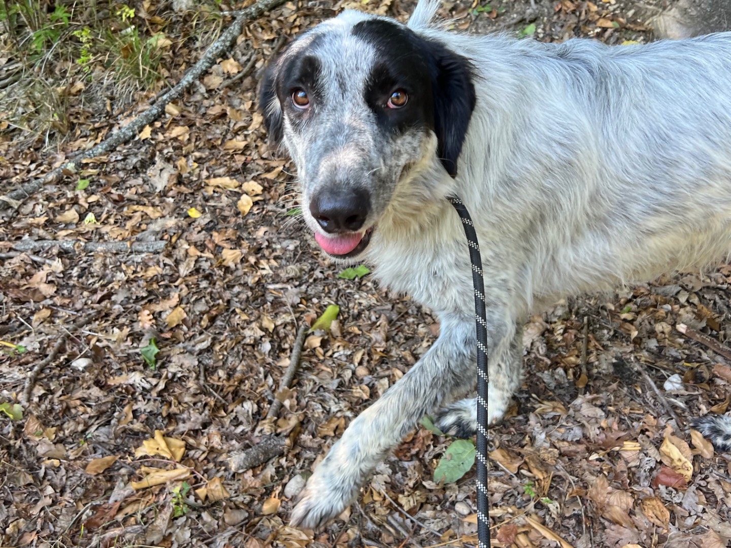 Adotta il cane Berna a Rieti