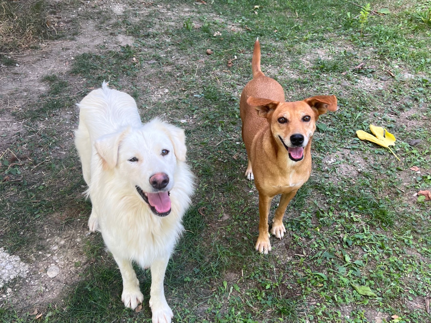 Vuoi adottare un cane a Rieti?