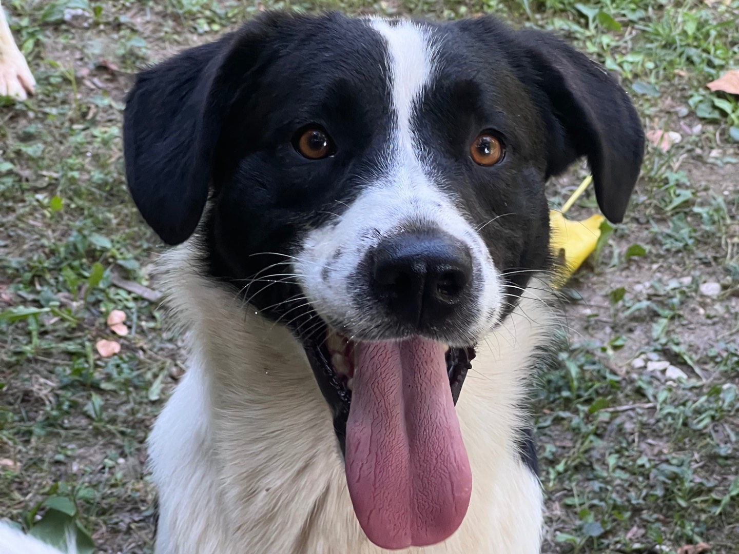 Adozione cane, maschio, Border Collie Razza sconosciuta, 1 anno e 4 mesi, taglia media, Rieti