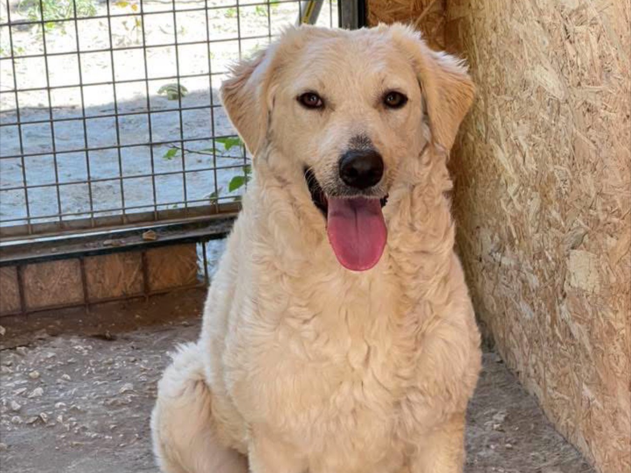 Vuoi adottare un cane a Rieti?
