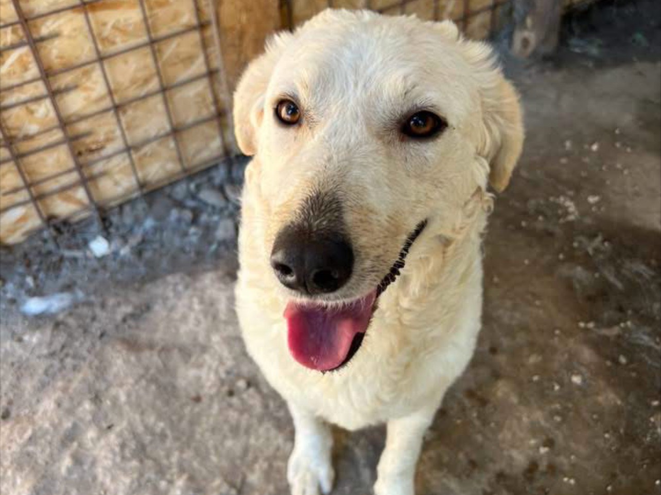 Adotta il cane Neve  a Rieti