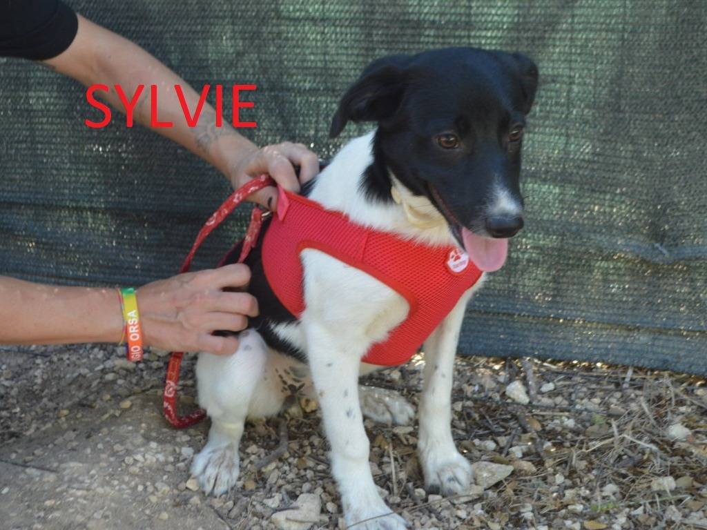 Foto 3 dell'animale