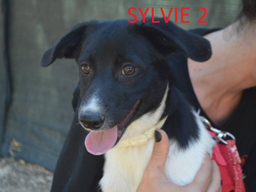 Vuoi adottare un cane a Lecce?
