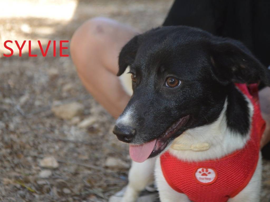 Adotta il cane Sylvie a Lecce