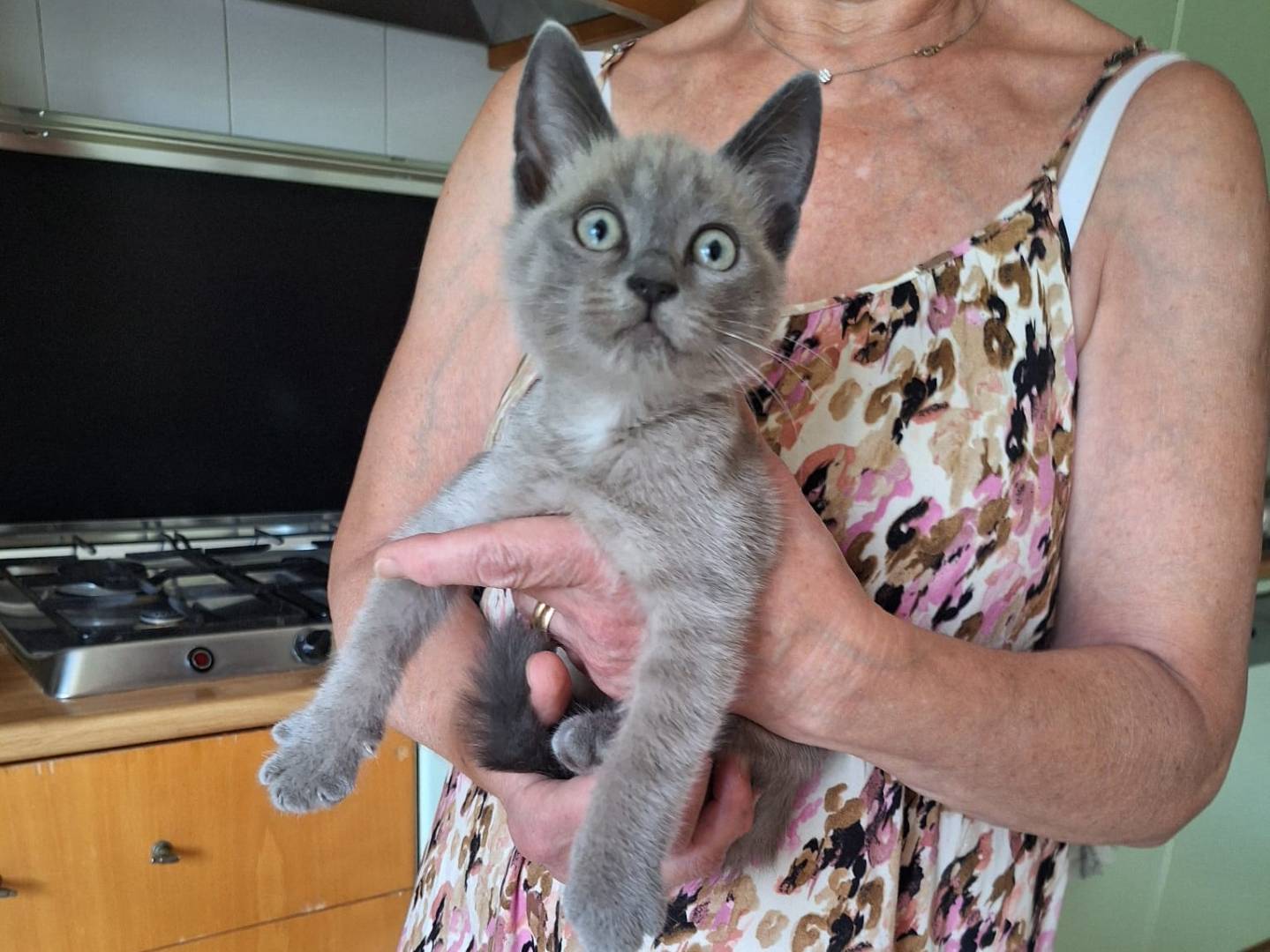 Vuoi adottare un gatto a Milano?