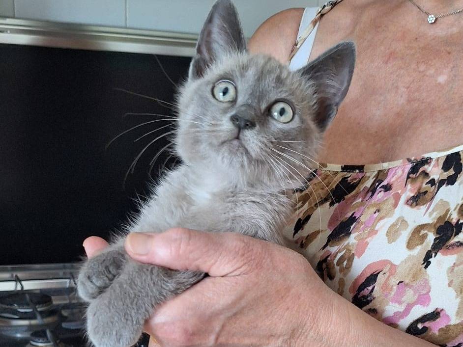 Adotta il gatto Vanilla a Milano