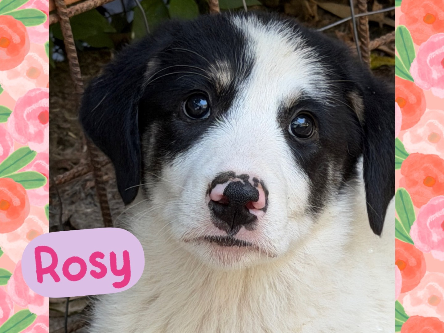 Adozione cane, femmina, Razza sconosciuta Razza sconosciuta, 5 mesi, taglia media, Catanzaro