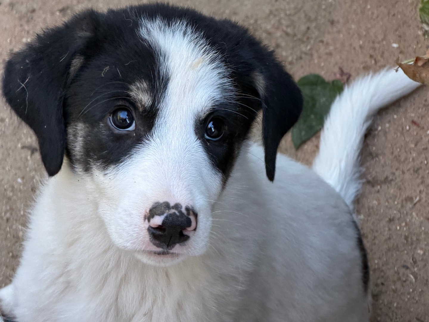 Adotta un cane, femmina, 5 mesi, Catanzaro