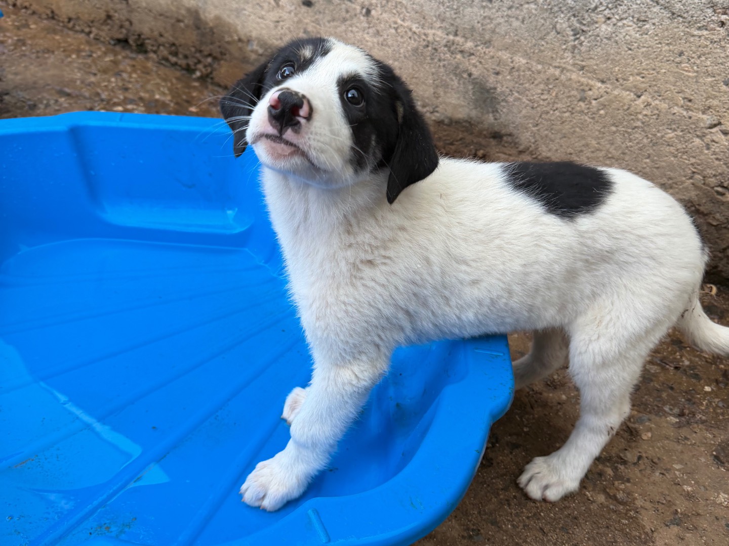 Adotta un cane, taglia media, femmina, Catanzaro