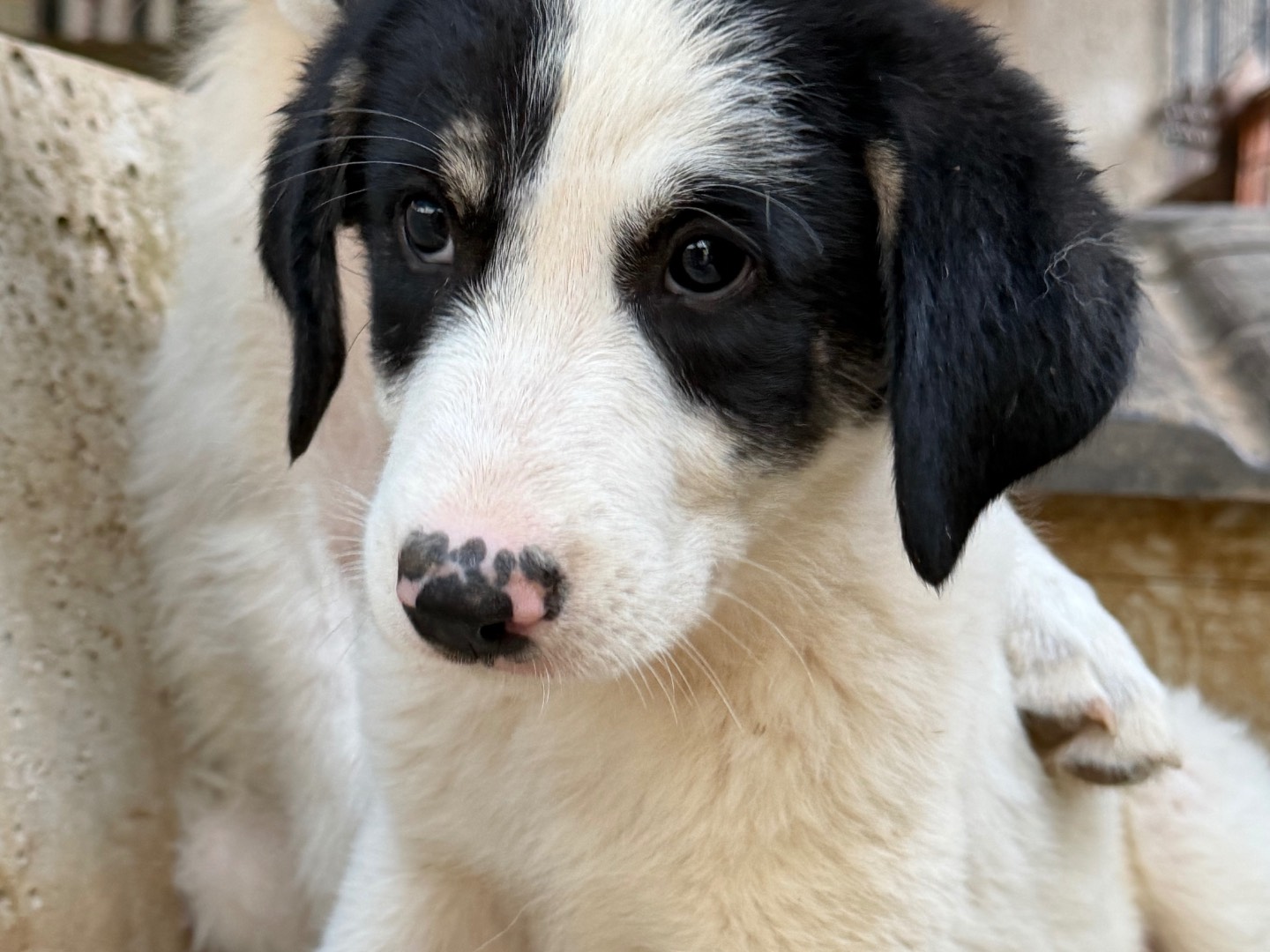 Vuoi adottare un cane a Catanzaro?