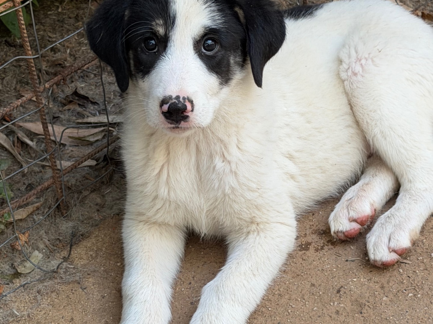 Adotta il cane Rosy a Catanzaro