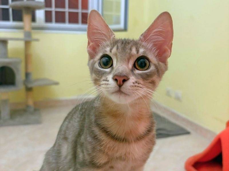 Adozione gatto, maschio, Razza sconosciuta Razza sconosciuta, 3 mesi, taglia non valida, Roma