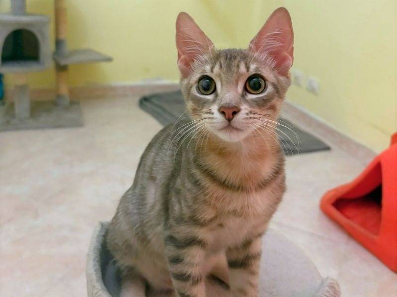 Adotta un gatto, maschio, 3 mesi, Roma