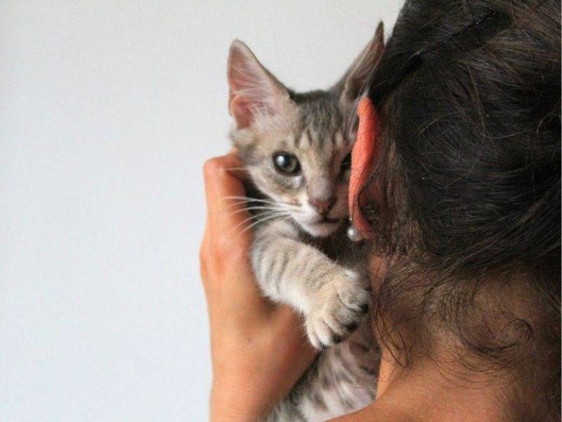 Adotta un gatto, taglia non valida, maschio, Roma