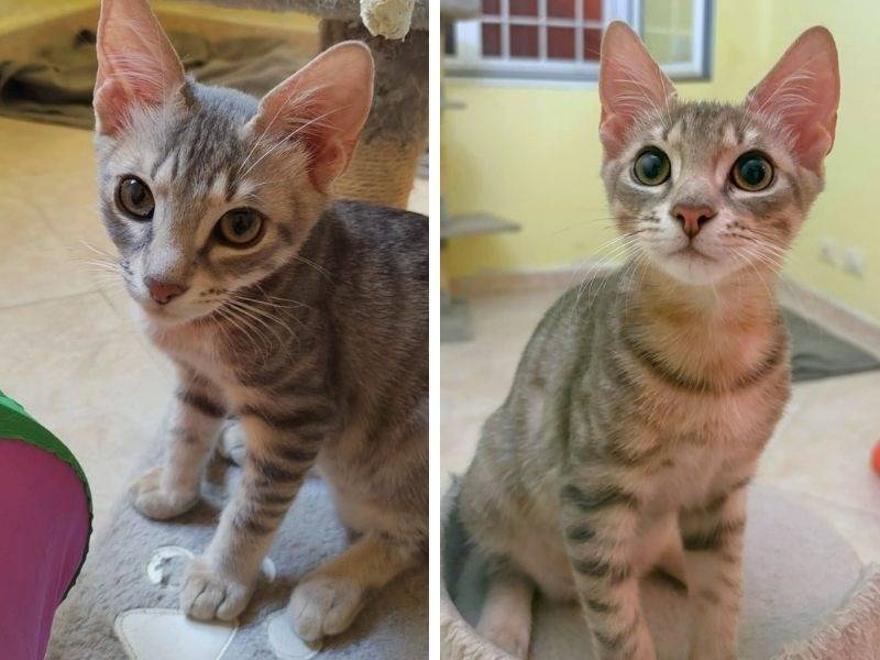 Vuoi adottare un gatto a Roma?