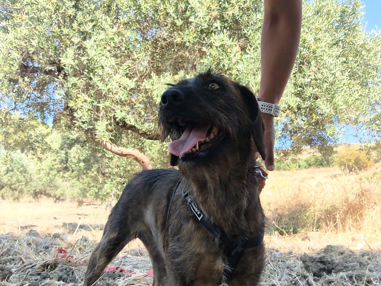 Vuoi adottare un cane a Agrigento?