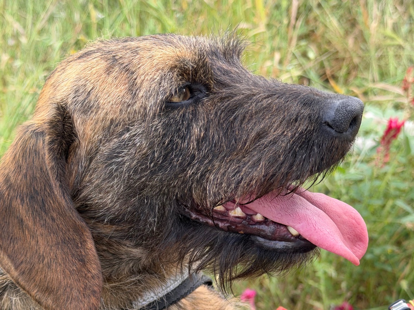 Adotta il cane Petra  a Agrigento