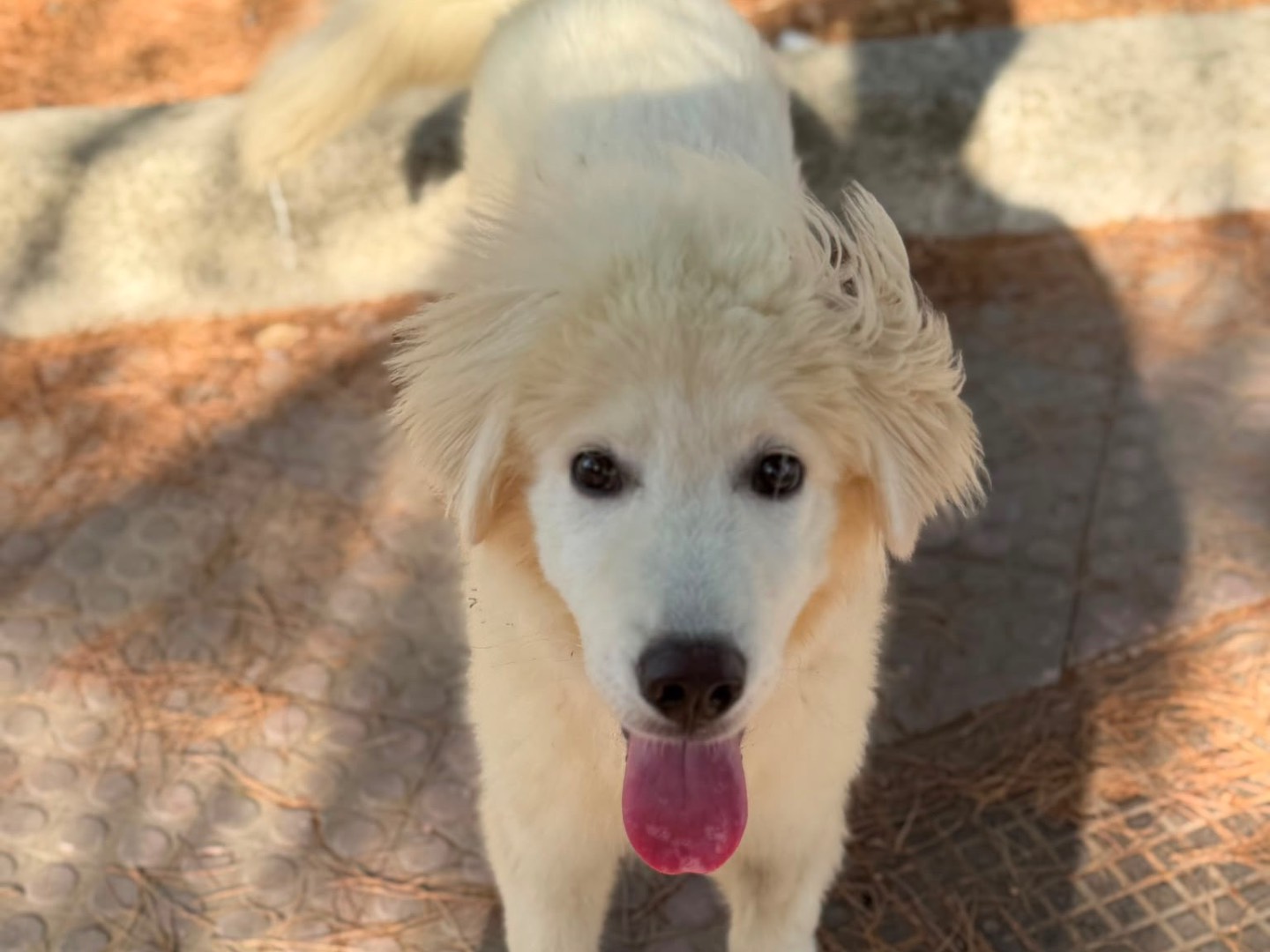 Adozione cane, maschio, Razza sconosciuta Razza sconosciuta, 8 mesi, taglia piccola, Agrigento