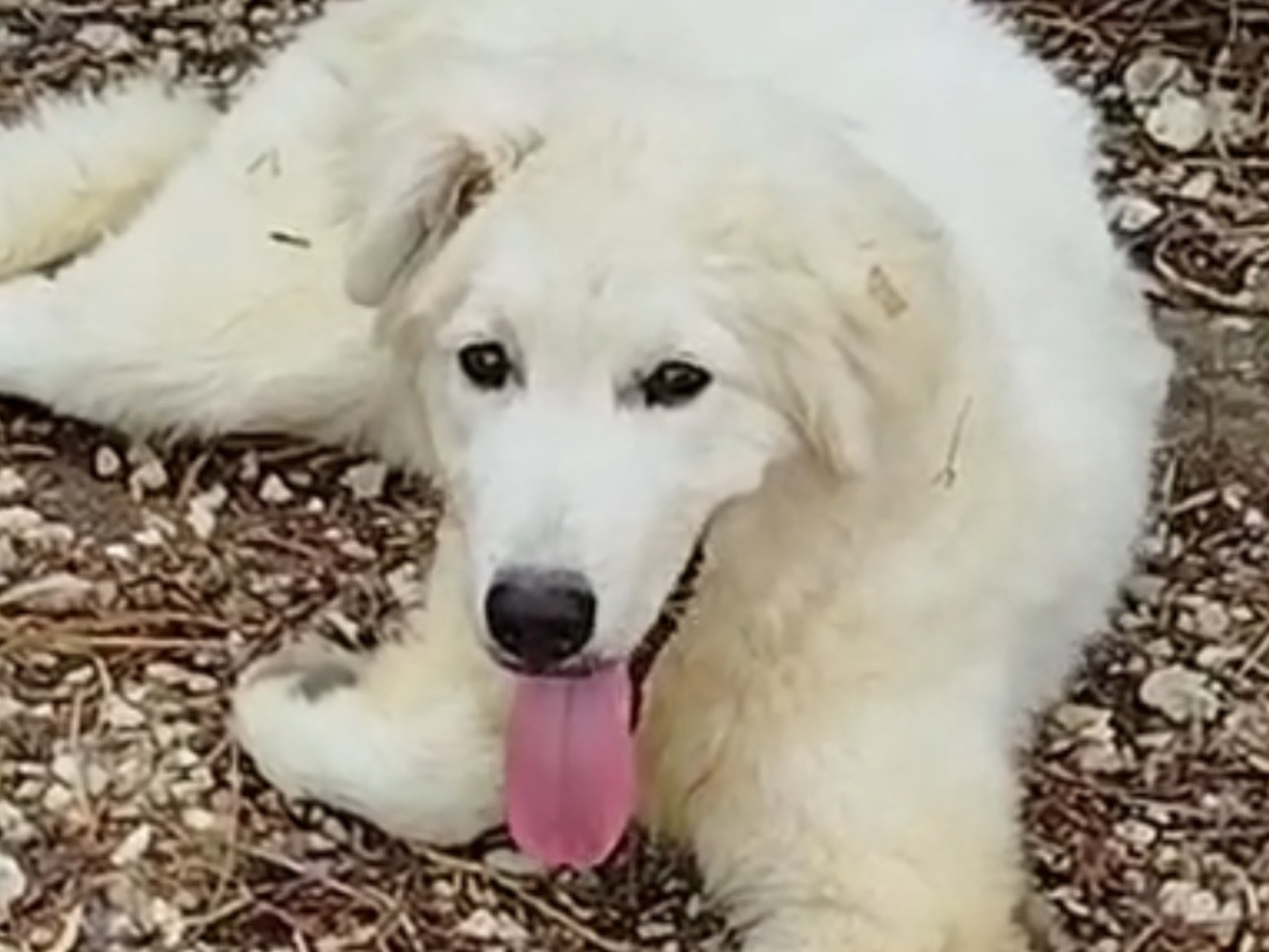 Adotta un cane, maschio, 8 mesi, Agrigento