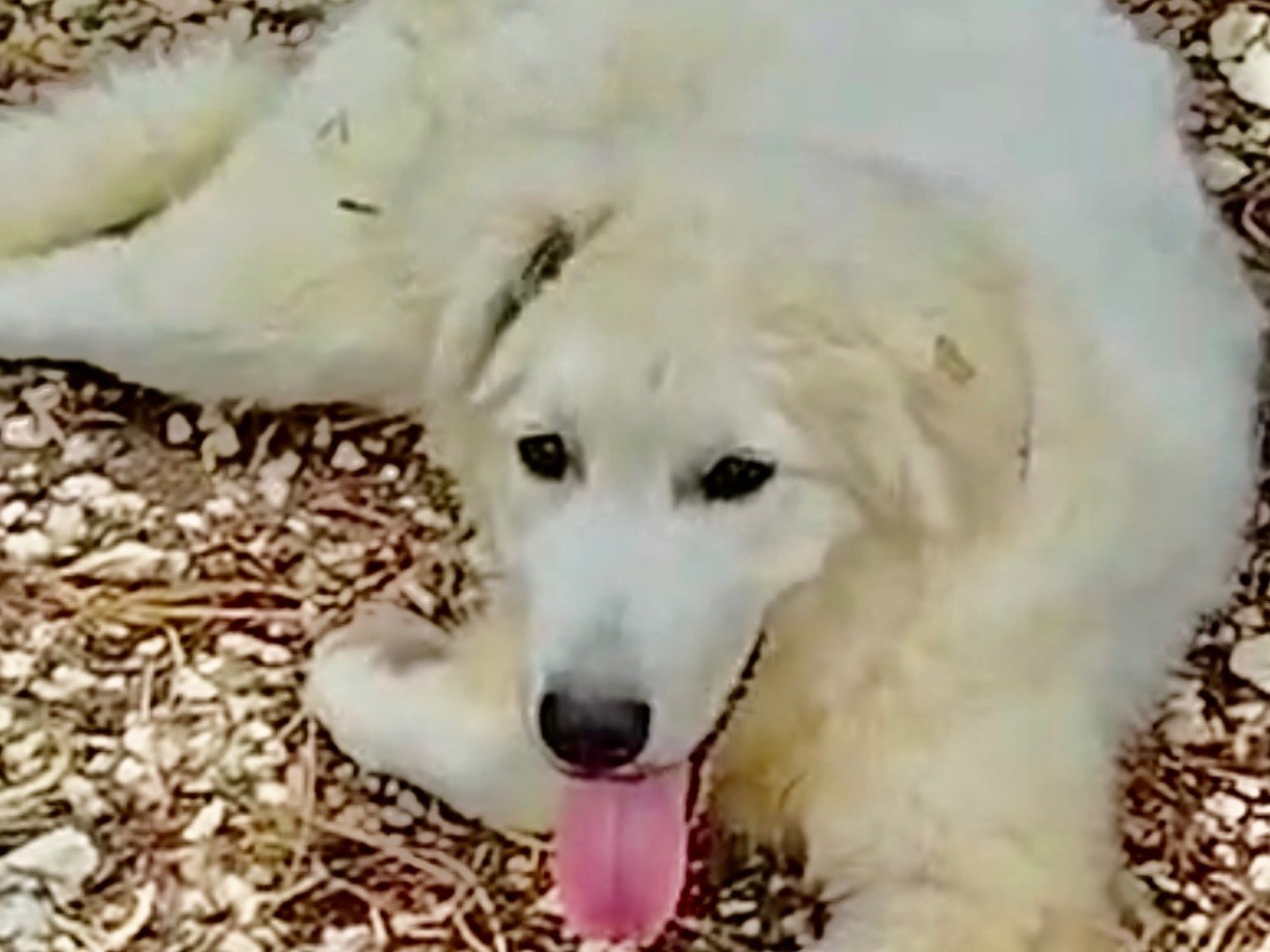 Adotta un cane, taglia piccola, maschio, Agrigento