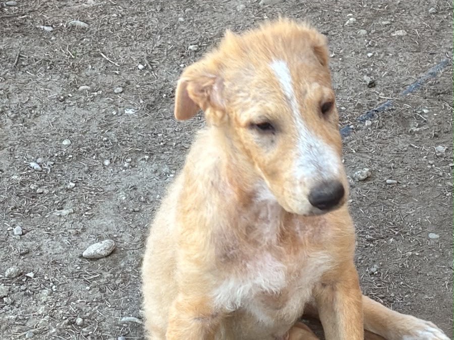 Adozione cane, maschio, Razza sconosciuta Razza sconosciuta, 5 mesi, taglia grande, Modena