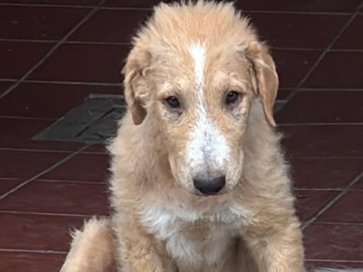 Adotta un cane, maschio, 5 mesi, Modena
