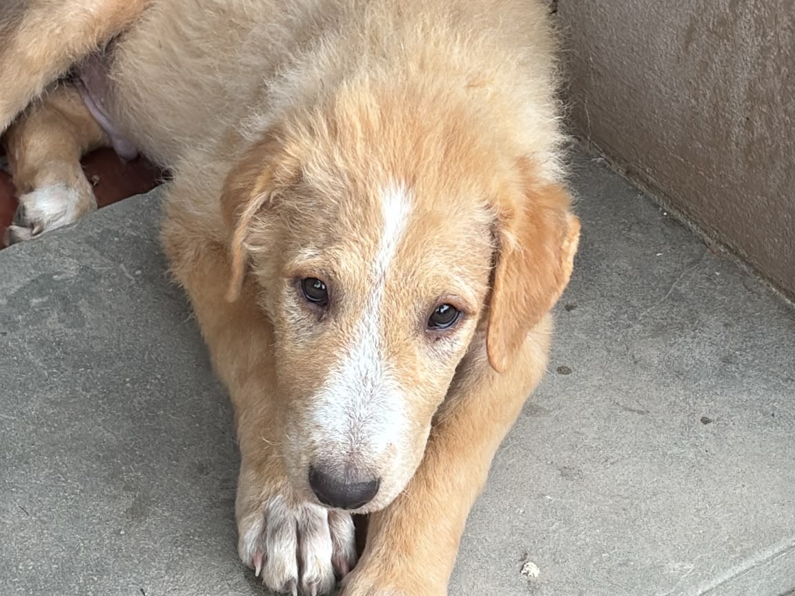 Adotta un cane, taglia grande, maschio, Modena