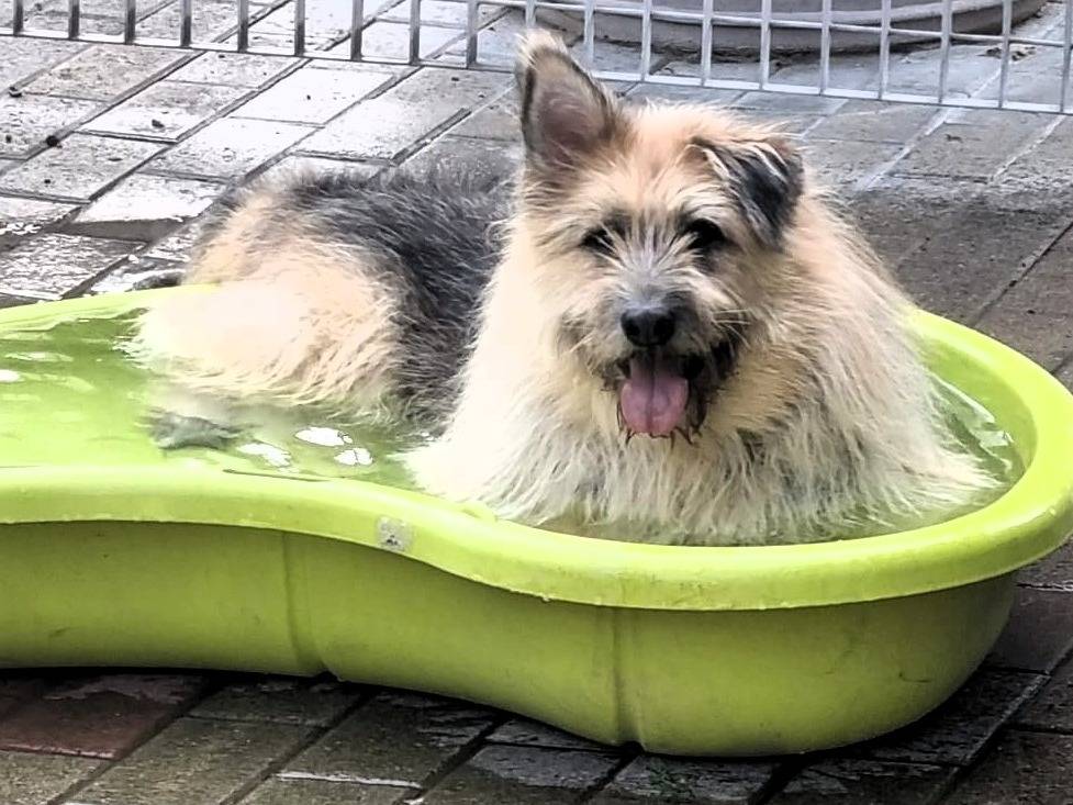 Adozione cane, maschio, Razza sconosciuta Razza sconosciuta, 8 anni e 9 mesi, taglia grande, Milano
