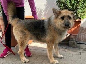 Adotta un cane, maschio, 8 anni e 9 mesi, Milano