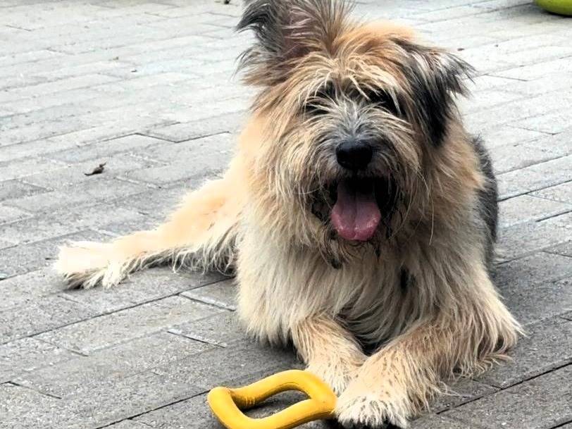 Adotta un cane, taglia grande, maschio, Milano