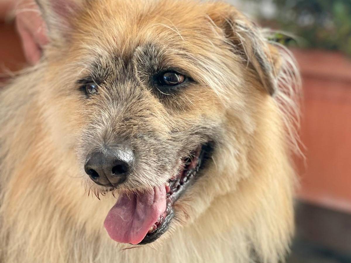 Vuoi adottare un cane a Milano?