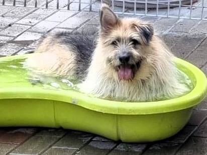Adotta il cane SPANK a Milano