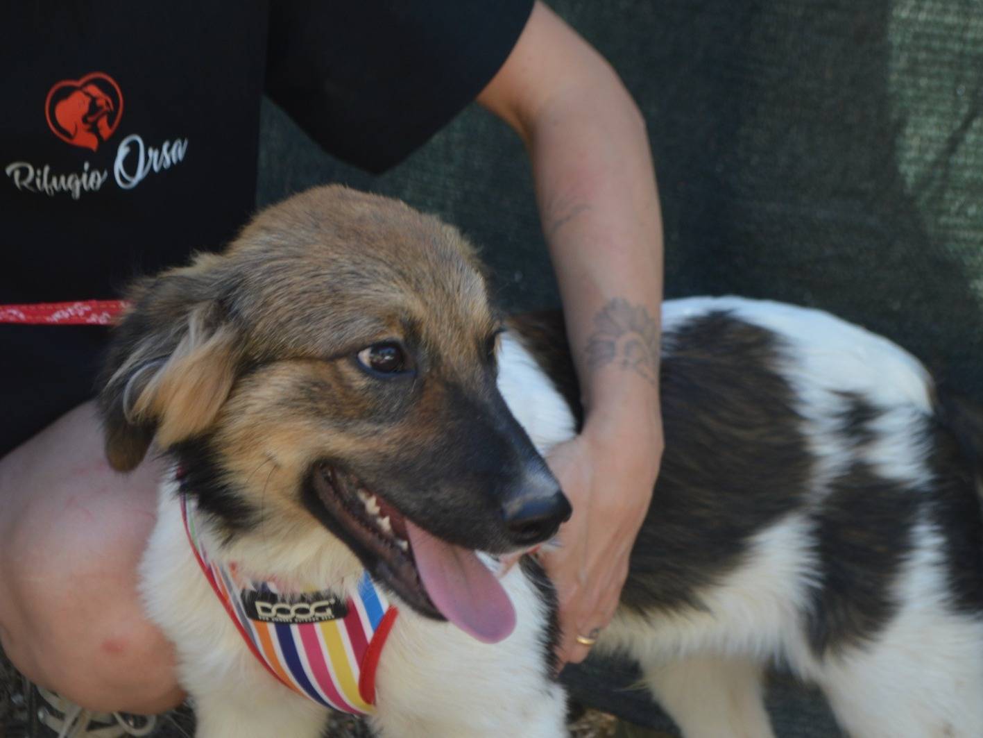 Adozione cane, maschio, Razza sconosciuta Razza sconosciuta, 4 mesi, taglia media, Lecce