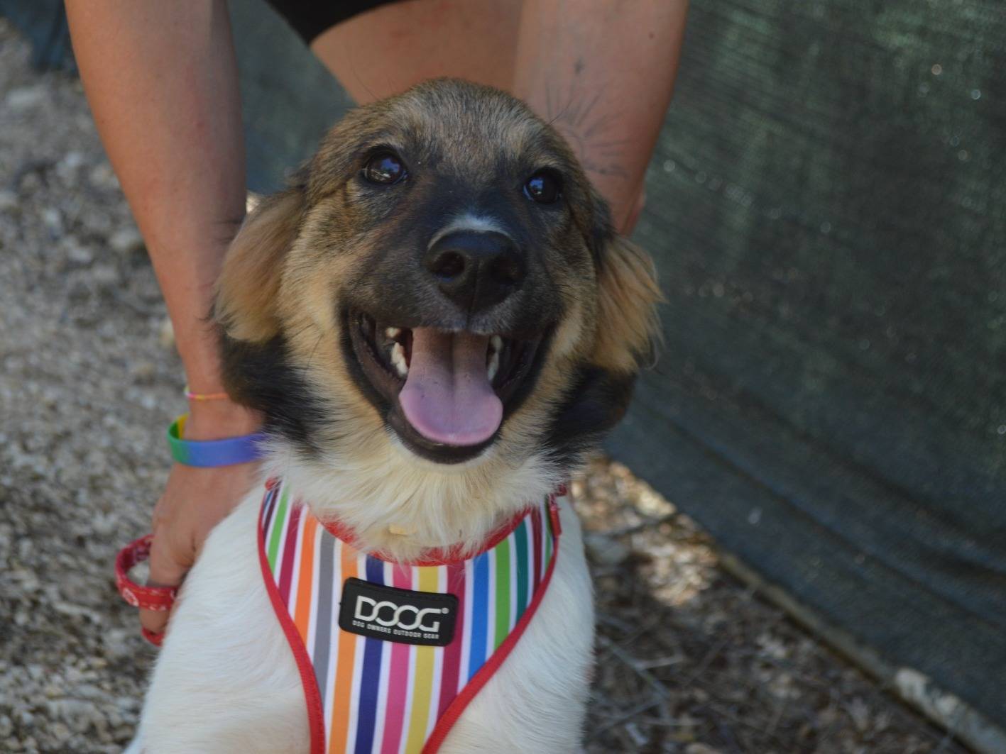 Adotta un cane, maschio, 4 mesi, Lecce