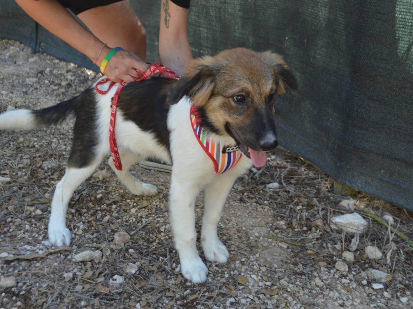 Adotta un cane, taglia media, maschio, Lecce