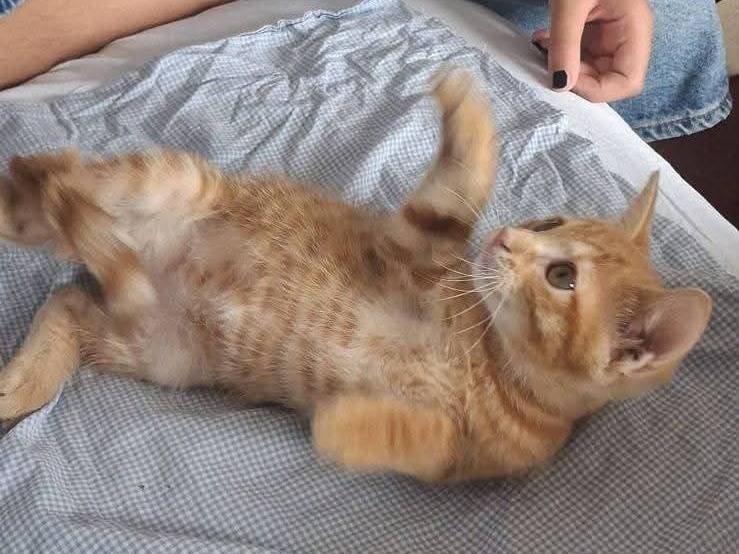 Adotta un gatto, femmina, 3 mesi, Palermo