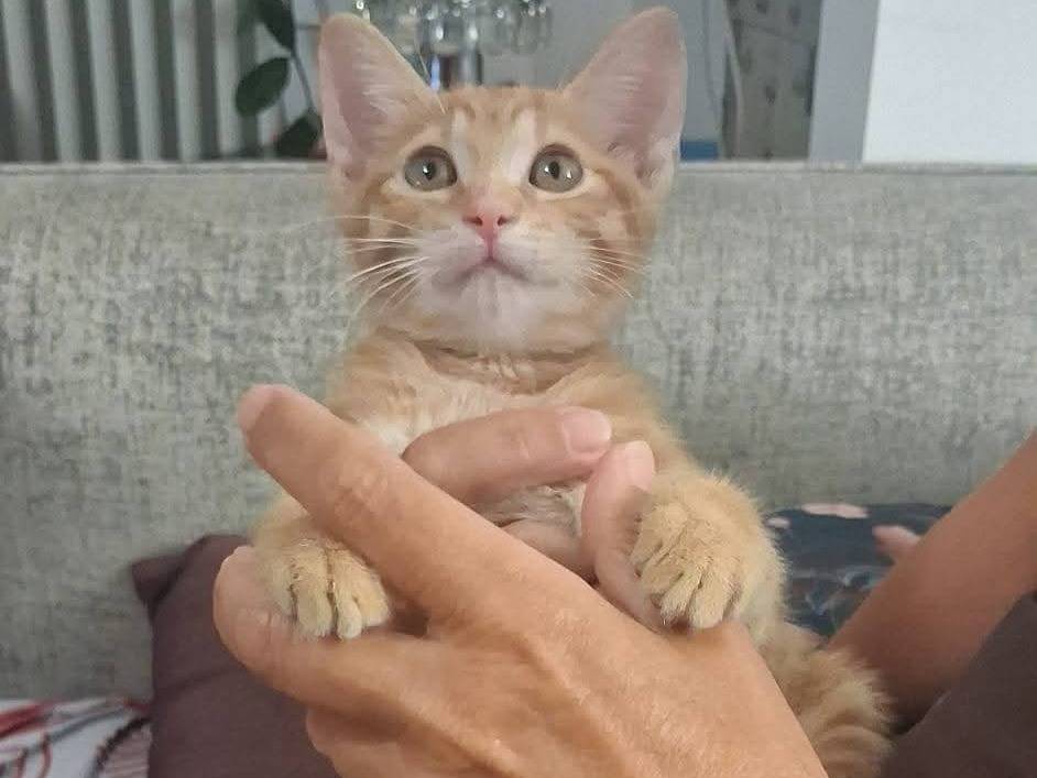 Adotta un gatto, taglia non valida, femmina, Palermo