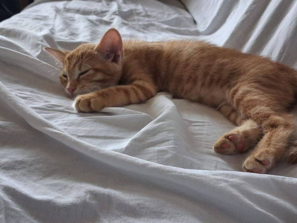 Vuoi adottare un gatto a Palermo?