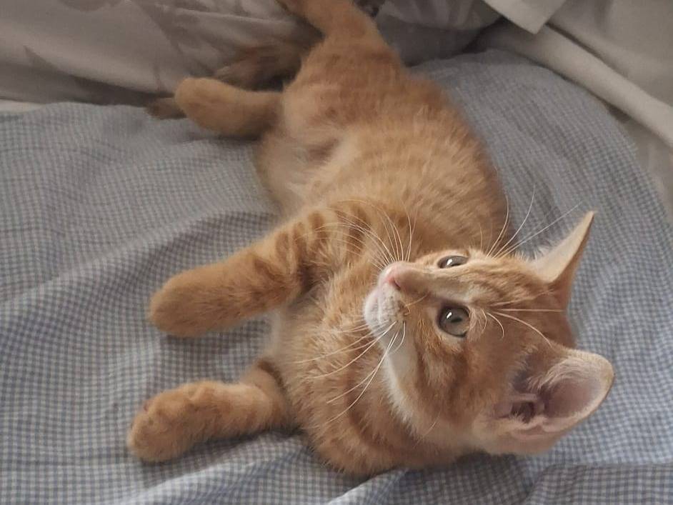 Adotta il gatto Frida  a Palermo