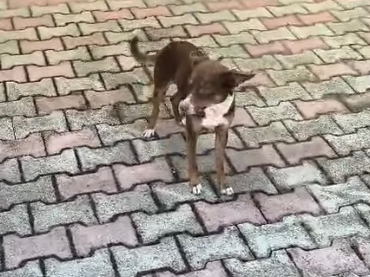 Adozione cane, maschio, Pinscher Razza sconosciuta, 1 anno, taglia piccola, Caserta