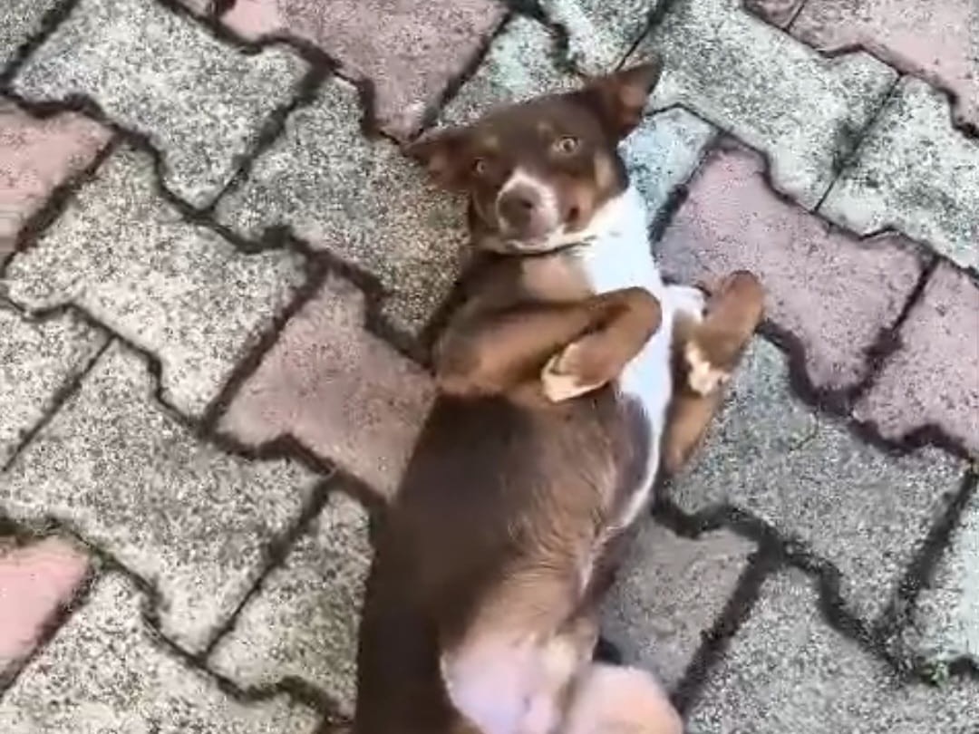 Adotta un cane, maschio, 1 anno, Caserta