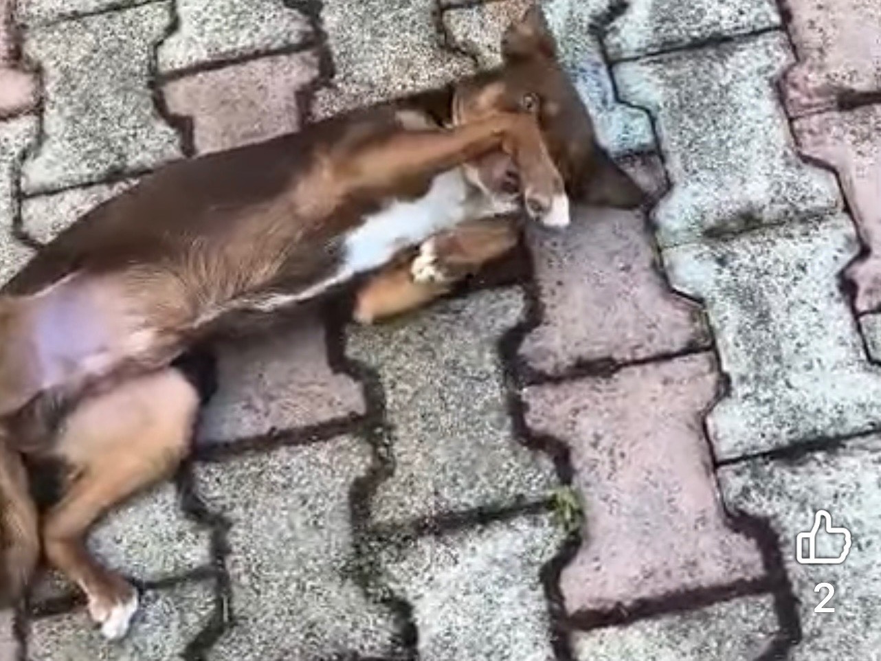 Adotta un cane, taglia piccola, maschio, Caserta