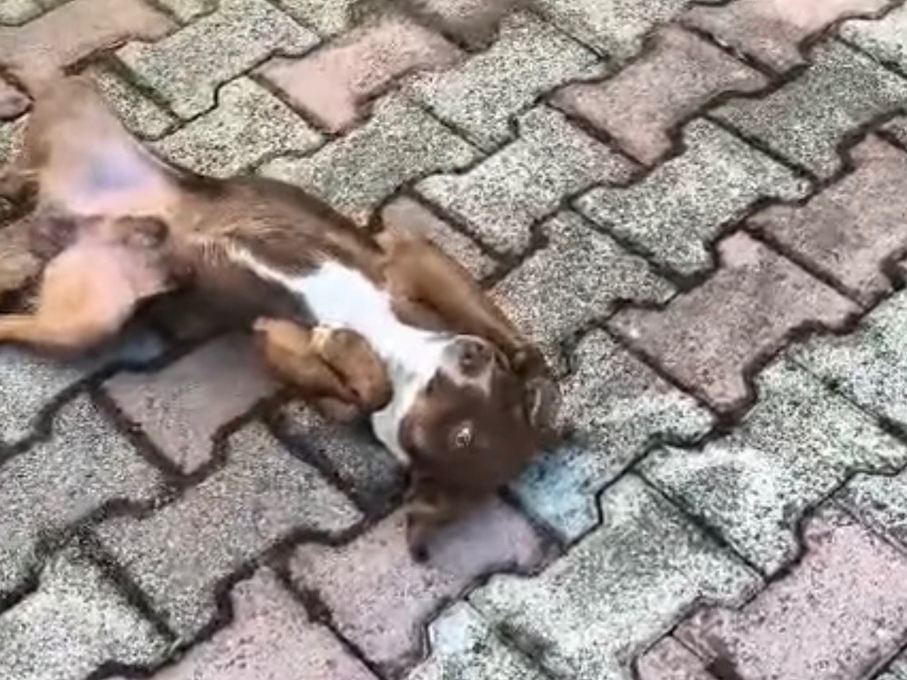 Vuoi adottare un cane a Caserta?