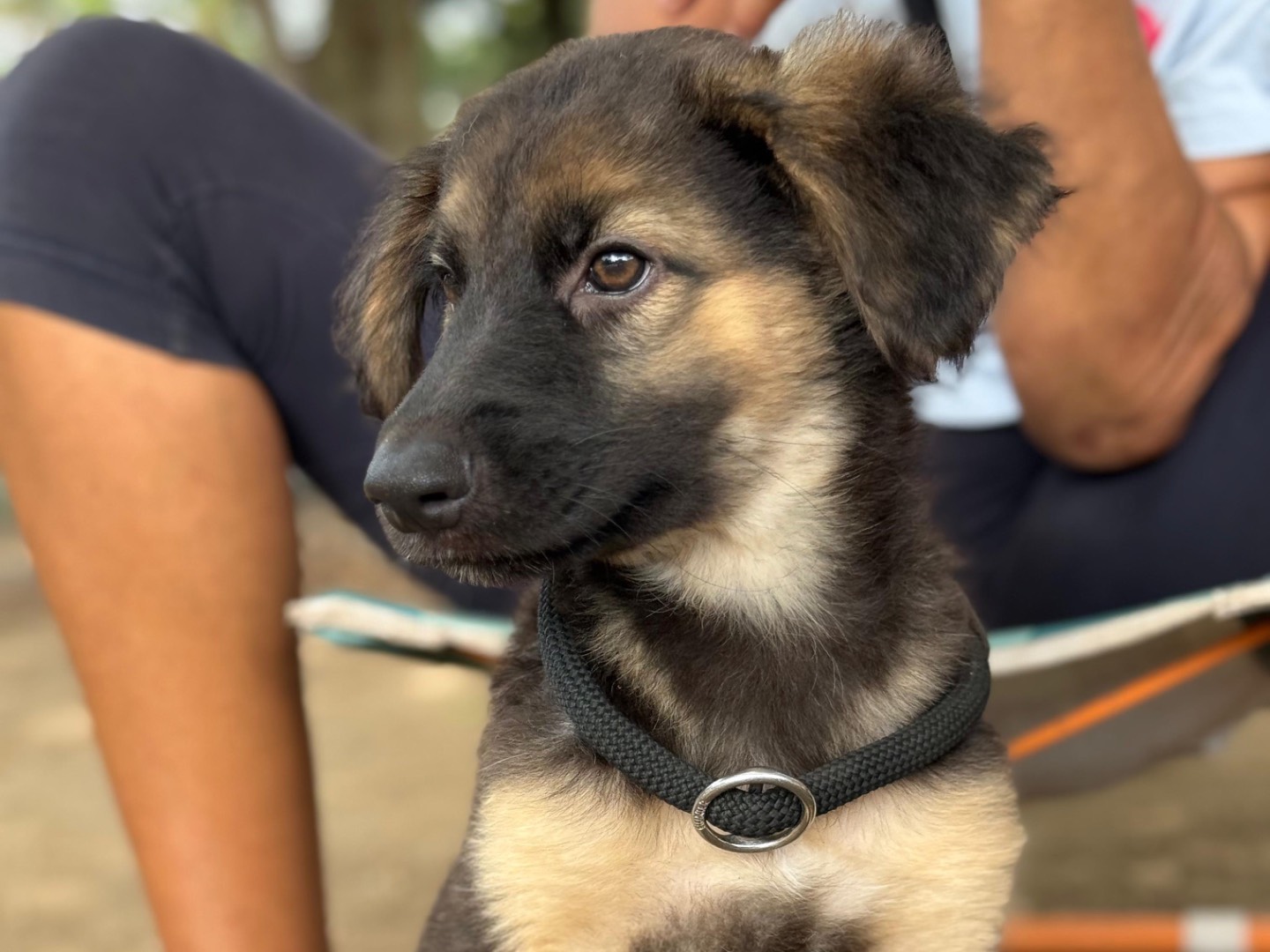 Adozione cane, maschio, Razza sconosciuta Razza sconosciuta, 4 mesi, taglia media, Milano