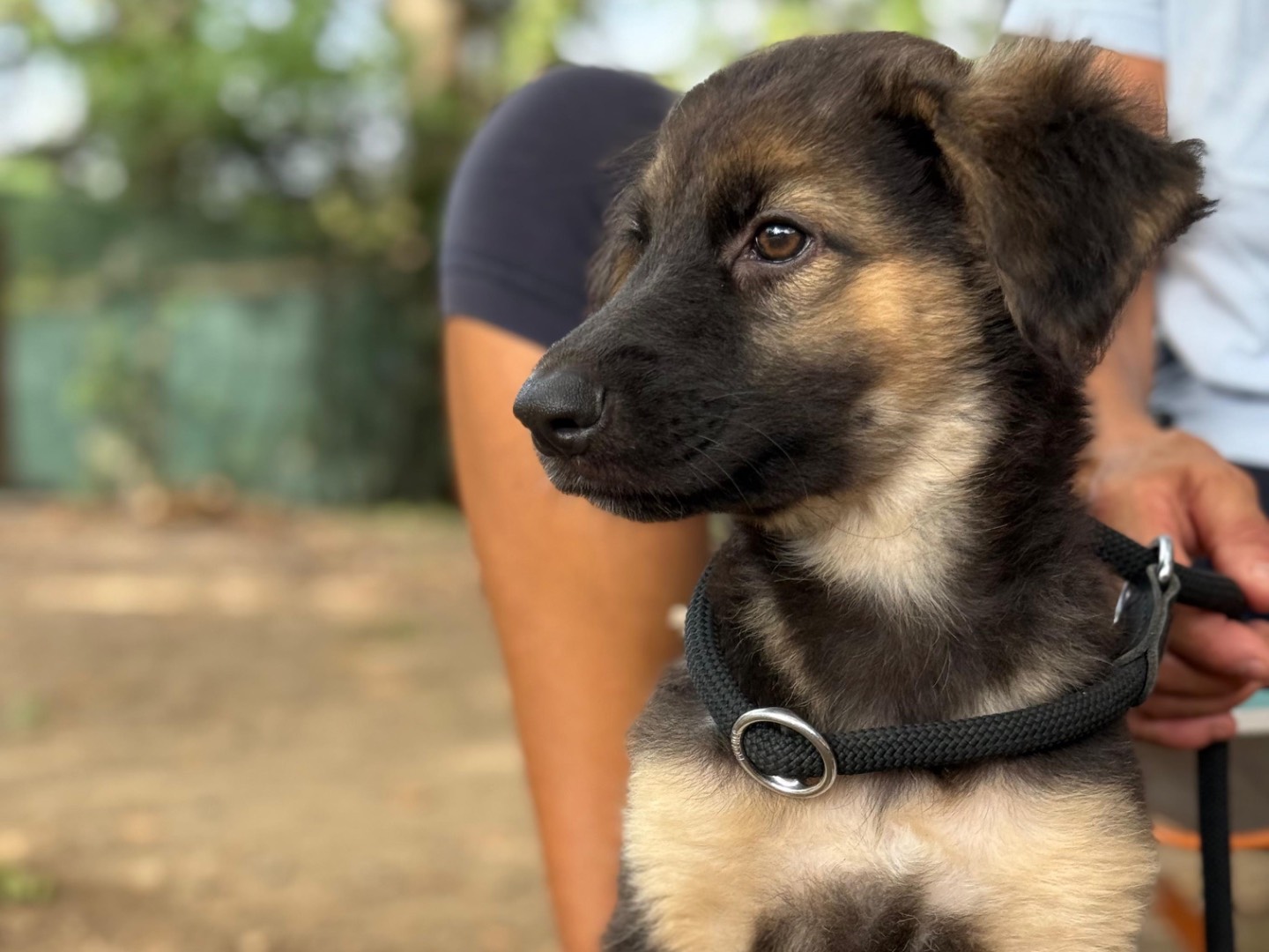 Adotta un cane, maschio, 4 mesi, Milano