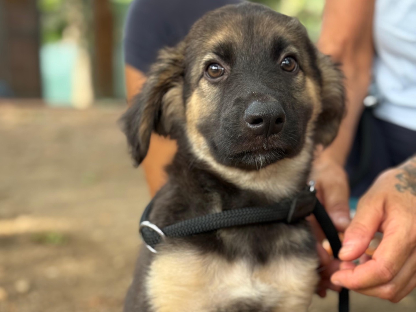 Adotta un cane, taglia media, maschio, Milano