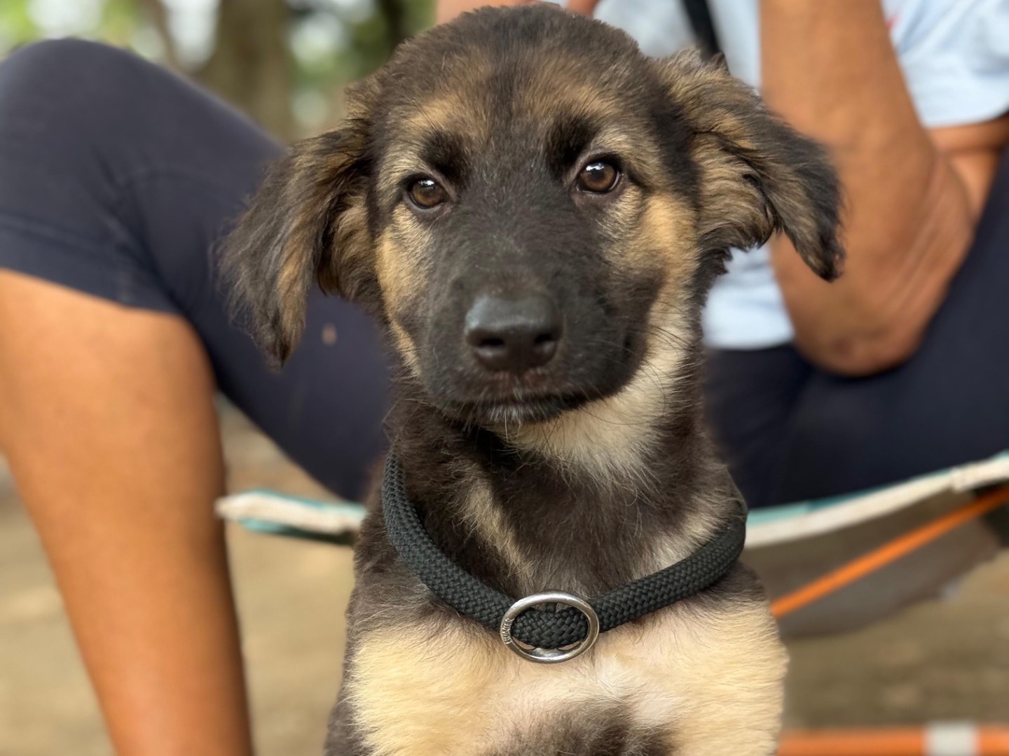 Vuoi adottare un cane a Milano?