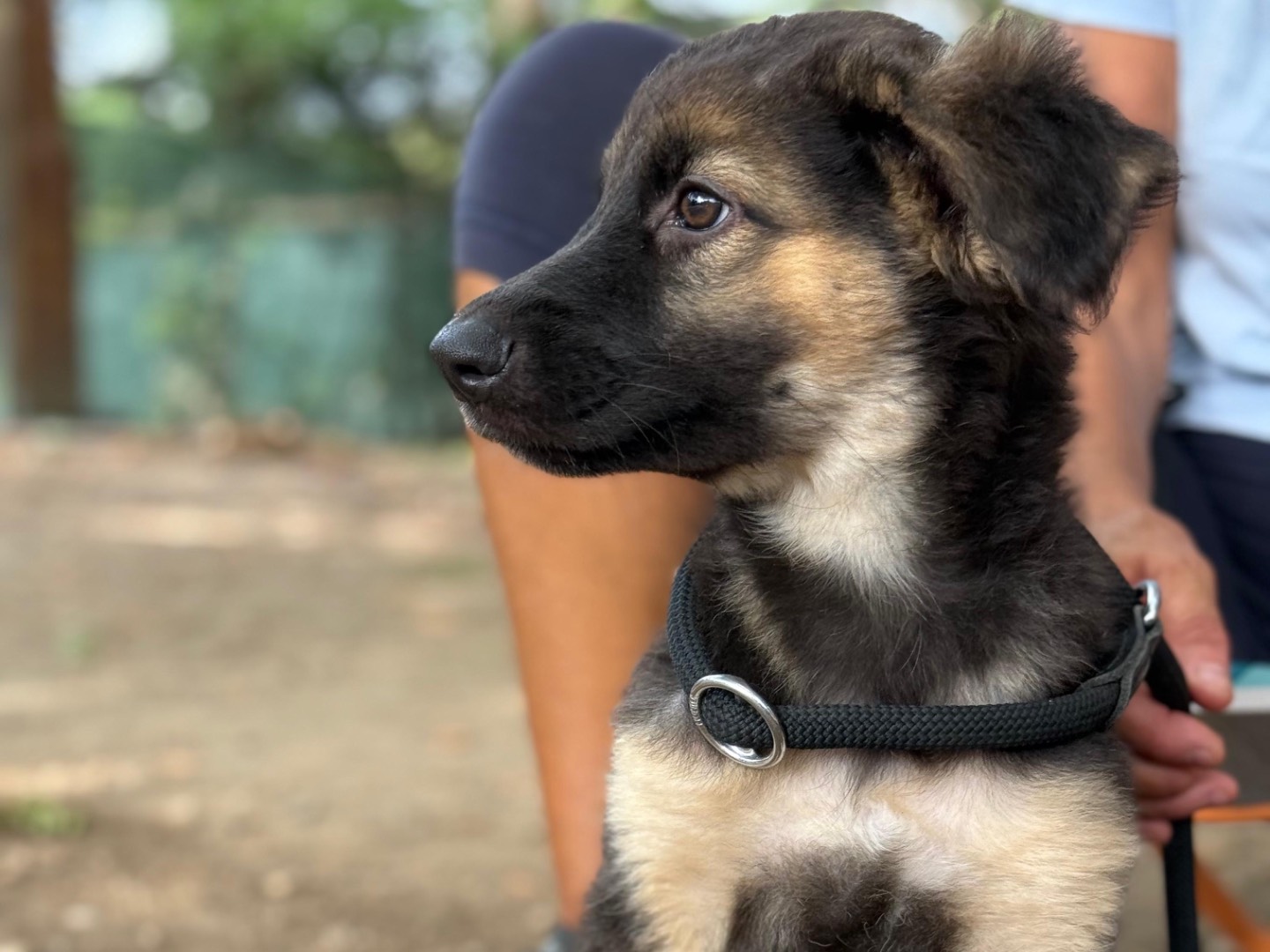 Adotta il cane Ringo  a Milano